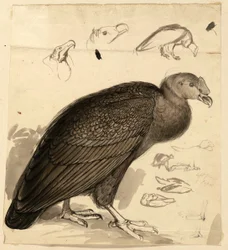 condor